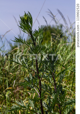 Artemisia vulgaris common mugwort allergen flowering 119902520