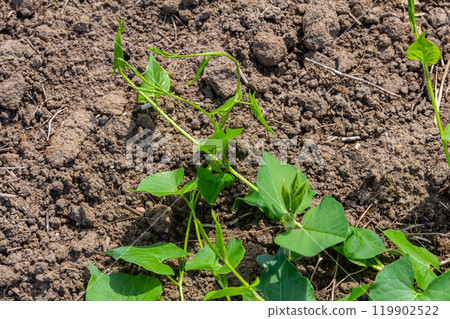 Field bindweed or Convolvulus arvensis European bindweed Creeping Jenny Possession vine herbaceous perennial plant with open and closed white flowers surrounded with dense green leaves Field bindweed or Convolvulus arvensis European bindweed Creeping Jenny Possession vine herbaceous perennial plant with open and closed white flowers surrounded with dense green leaves 119902522