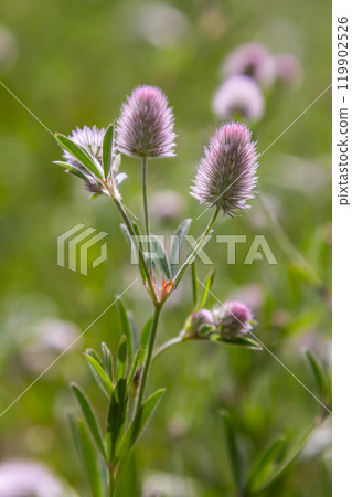 Trifolium arvense closeup. Fluffy clover in a meadow. Summer flora growing in the field. Colorful bright plants. Selective focus on the details, blurred background Trifolium arvense closeup. Fluffy clover in a meadow. Summer flora growing in the field. Colorful bright plants. Selective focus on the details, blurred background 119902526