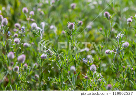 Trifolium arvense closeup. Fluffy clover in a meadow. Summer flora growing in the field. Colorful bright plants. Selective focus on the details, blurred background Trifolium arvense closeup. Fluffy clover in a meadow. Summer flora growing in the field. Colorful bright plants. Selective focus on the details, blurred background 119902527