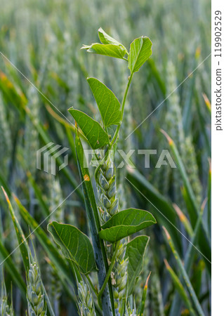Field bindweed or Convolvulus arvensis European bindweed Creeping Jenny Possession vine herbaceous perennial plant with open and closed white flowers surrounded with dense green leaves Field bindweed or Convolvulus arvensis European bindweed Creeping Jenny Possession vine herbaceous perennial plant with open and closed white flowers surrounded with dense green leaves 119902529