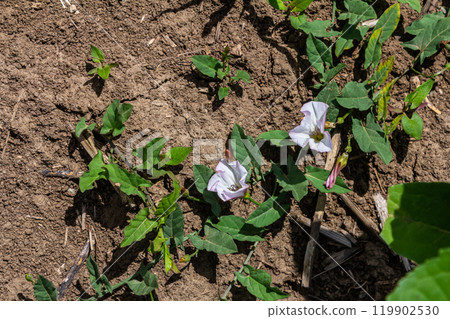 Field bindweed or Convolvulus arvensis European bindweed Creeping Jenny Possession vine herbaceous perennial plant with open and closed white flowers surrounded with dense green leaves Field bindweed or Convolvulus arvensis European bindweed Creeping Jenny Possession vine herbaceous perennial plant with open and closed white flowers surrounded with dense green leaves 119902530