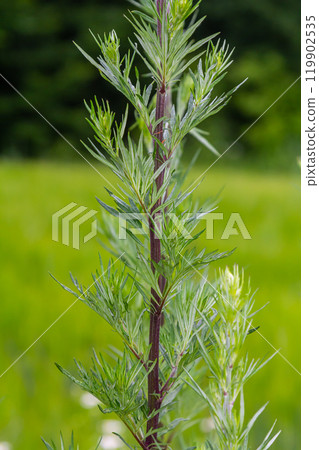 Artemisia vulgaris common mugwort allergen flowering 119902535