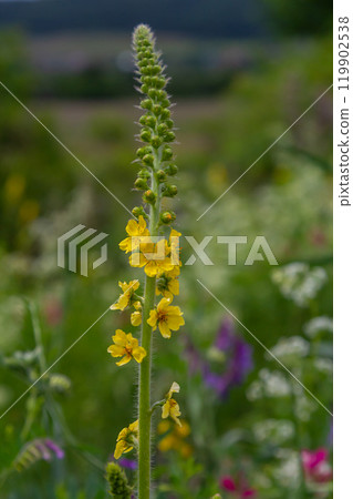 Summer in the wild among wild grasses is blooming agrimonia eupatoria.Medicinal plant 119902538