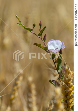 Field bindweed or Convolvulus arvensis European bindweed Creeping Jenny Possession vine herbaceous perennial plant with open and closed white flowers surrounded with dense green leaves Field bindweed or Convolvulus arvensis European bindweed Creeping Jenny Possession vine herbaceous perennial plant with open and closed white flowers surrounded with dense green leaves 119902544