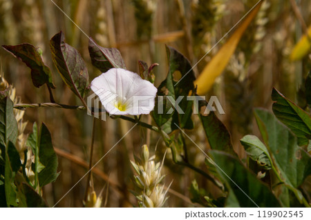 Field bindweed or Convolvulus arvensis European bindweed Creeping Jenny Possession vine herbaceous perennial plant with open and closed white flowers surrounded with dense green leaves Field bindweed or Convolvulus arvensis European bindweed Creeping Jenny Possession vine herbaceous perennial plant with open and closed white flowers surrounded with dense green leaves 119902545