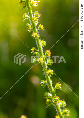 Common agrimony seeds, Latin name Agrimonia eupatoria 119902546