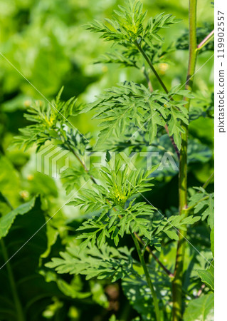 Artemisia vulgaris common mugwort allergen flowering 119902557