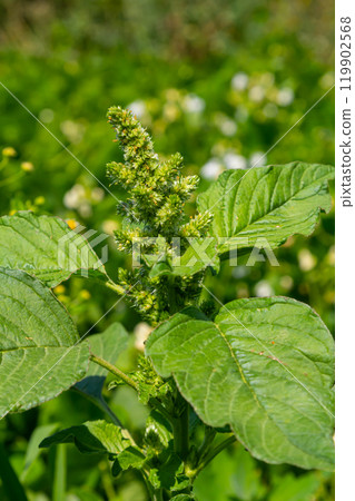 Amaranthus retroflexus, true to one of its common names, forms a tumbleweed. It may be native to the Neotropics or Central and Eastern North America. This plant is eaten as a vegetable in different 119902568