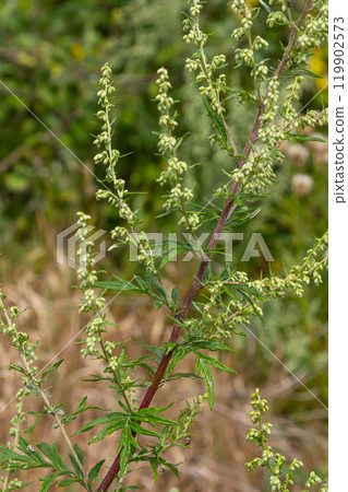 Artemisia vulgaris common mugwort allergen flowering 119902573
