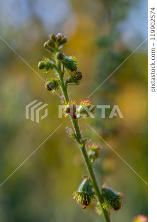 Common agrimony seeds, Latin name Agrimonia eupatoria 119902574