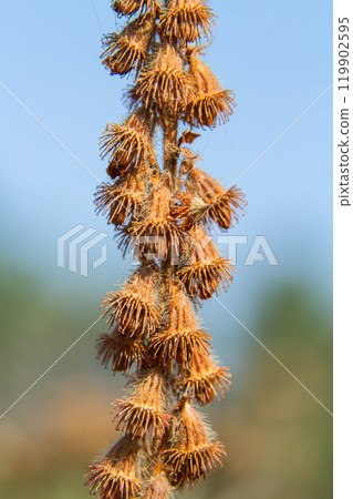 Common agrimony seeds, Latin name Agrimonia eupatoria 119902595