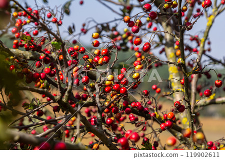 clusters of red fruits Crataegus coccinata tree close up clusters of red fruits Crataegus coccinata tree close up 119902611