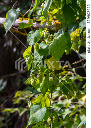 Hops flowers, of the hop plant Humulus lupulus, for beer production growing in the Bavaria by the Danube river on a sunny day 119902613