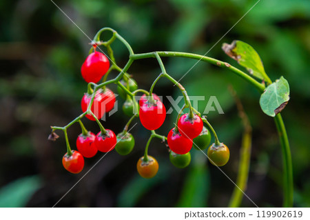 Red berries of woody nightshade, also known as bittersweet, Solanum dulcamara seen in August 119902619