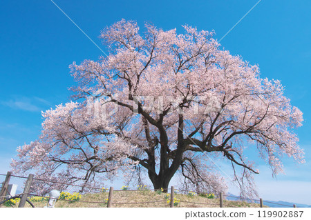 單株櫻花 - 鱷塚櫻花（2021 年 3 月） 119902887