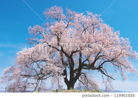 單株櫻花 - 鱷塚櫻花（2021 年 3 月） 119902888