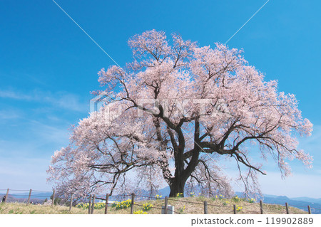 單株櫻花 - 鱷塚櫻花（2021 年 3 月） 119902889