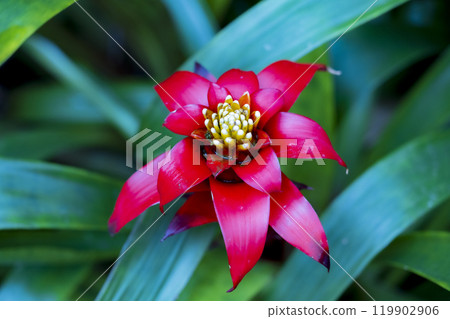 Aechmea red flower Aechmea red flower 119902906