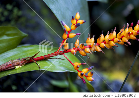 Aechmea red flower Aechmea red flower 119902908