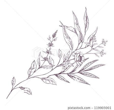 Flower or brunch. Sketch style decorative elements. Hand drawn isolated botanical object. Leaves and blossom, lavender and rose. Natural rustic floral elegant decor. Vector foliage illustration Flower or brunch. Sketch style decorative elements. Hand drawn isolated botanical object. Leaves and blossom, lavender and rose. Natural rustic floral elegant decor. Vector foliage illustration 119903001