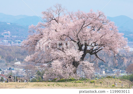 單株櫻花 - 鱷塚櫻花（2021 年 3 月） 119903011