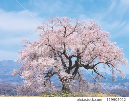 One Cherry Tree - Wanizuka Cherry Tree (March 2021) 119903012