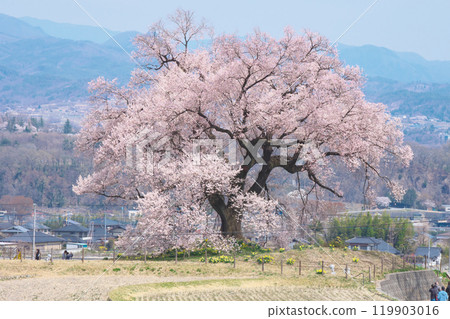 One Cherry Tree - Wanizuka Cherry Tree (March 2021) 119903016