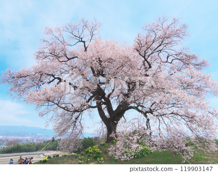 單株櫻花 - 鱷塚櫻花（2021 年 3 月） 119903147