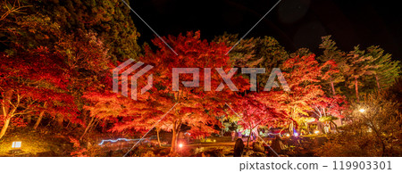 "Aomori Prefecture" Nango Cuckoo Forest, autumn leaves illuminated, Hachinohe City 119903301