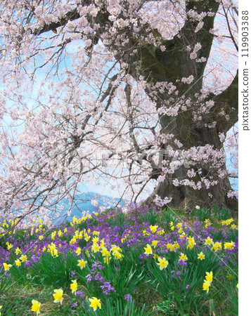 鱷塚櫻花和春天的花朵（2021年3月） 119903388