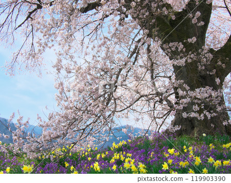 鱷塚櫻花和春天的花朵(2021年3月) 鱷塚櫻花和春天的花朵(2021年3月) 119903390