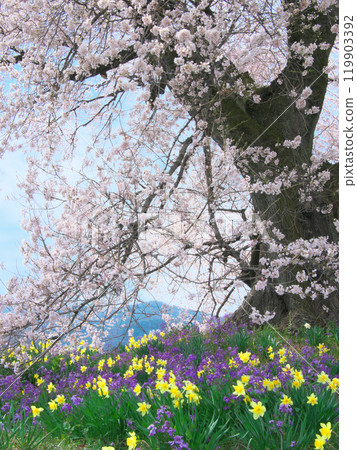 鱷塚櫻花和春天的花朵（2021年3月） 119903392