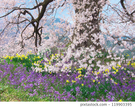 鱷塚櫻花和春天的花朵（2021年3月） 119903395