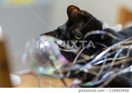 Black Cat Genesis 119903408