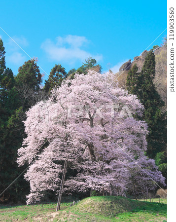 One Cherry Tree - Komazakura in Akiyama (April 2021) One Cherry Tree - Komazakura in Akiyama (April 2021) 119903560