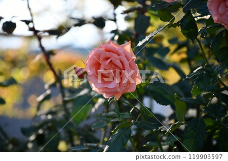 桃紅色玫瑰在庭院裡 119903597