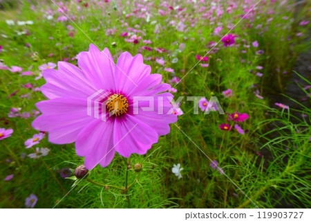 三重縣伊鍋郡東印町的波斯菊花田（特寫） 119903727