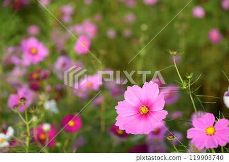 Cosmos field in Toin Town, Inabe County, Mie Prefecture (close-up) Cosmos field in Toin Town, Inabe County, Mie Prefecture (close-up) 119903740