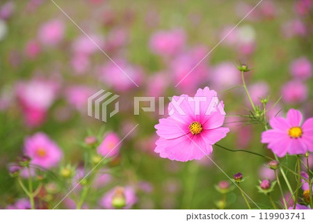 Cosmos field in Toin Town, Inabe County, Mie Prefecture (close-up) Cosmos field in Toin Town, Inabe County, Mie Prefecture (close-up) 119903741