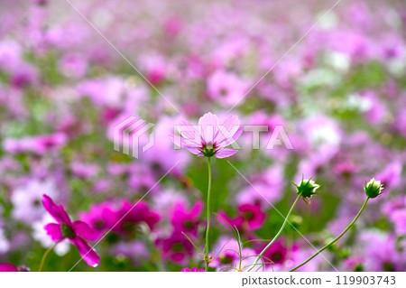 Cosmos field in Toin Town, Inabe County, Mie Prefecture (close-up) Cosmos field in Toin Town, Inabe County, Mie Prefecture (close-up) 119903743