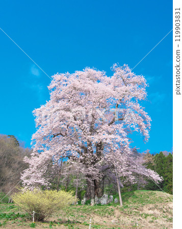 One Cherry Tree - Komazakura in Akiyama (April 2021) One Cherry Tree - Komazakura in Akiyama (April 2021) 119903831