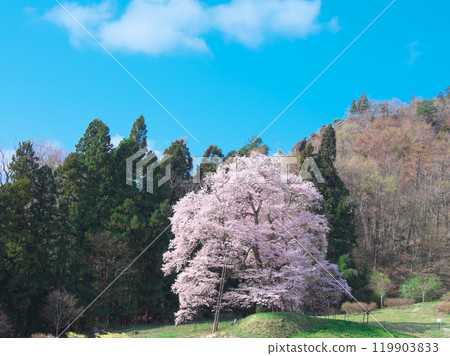 One Cherry Tree - Komazakura in Akiyama (April 2021) 119903833