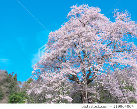 One Cherry Tree - Komazakura in Akiyama (April 2021) 119904004