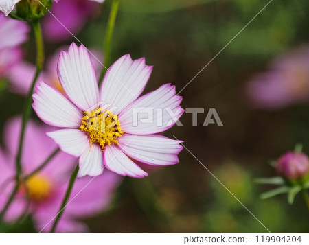 Cosmos flowers Cosmos flowers 119904204