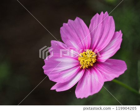 Cosmos flowers Cosmos flowers 119904205
