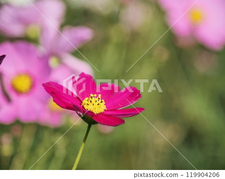 Cosmos flowers Cosmos flowers 119904206