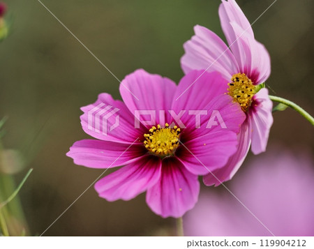 波斯菊花 119904212