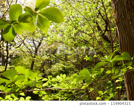 Scenery in the forest 119904321