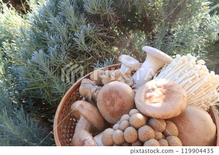 Harvested shiitake mushrooms 119904435
